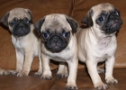 Impresionantes cachorros de Carlino - mejor precio | unprecio.es