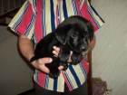 labrador negro - mejor precio | unprecio.es
