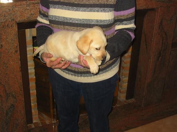 Labrador retriever cachorros,dorados,negros y chocolates,enviamos fotos.