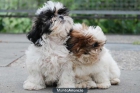 Shih Tzu, excelentes y buen precio - mejor precio | unprecio.es