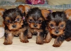 YORKSHIRE TERRIER MINIATURA DE PELO LARGO 135 3 - mejor precio | unprecio.es