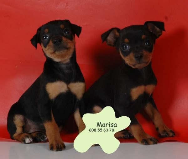 ¡Tu Mini Pincher,preciosos cachorros!