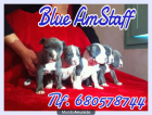 American Stafford Blue - mejor precio | unprecio.es