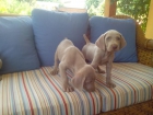 Cachorros de braco de weimar rebajados inmejorables - mejor precio | unprecio.es