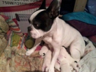 Cachorros de bulldog frances de pura raça del 10/12/12 - mejor precio | unprecio.es