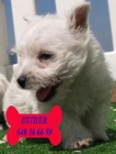 Cachorros de West higland, ¡Pura Raza - mejor precio | unprecio.es