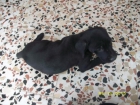 PRECIOSO CACHORRITO EN ADOPCION - mejor precio | unprecio.es