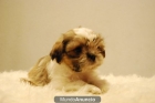 Shihtzu Camada Disponibles - mejor precio | unprecio.es