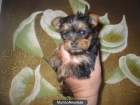 VENDO cachorros,yorkshire terrier tamaño toy.Ven a verlos a mi casa. - mejor precio | unprecio.es