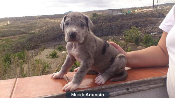 2 cachorros de gran danés arlequin