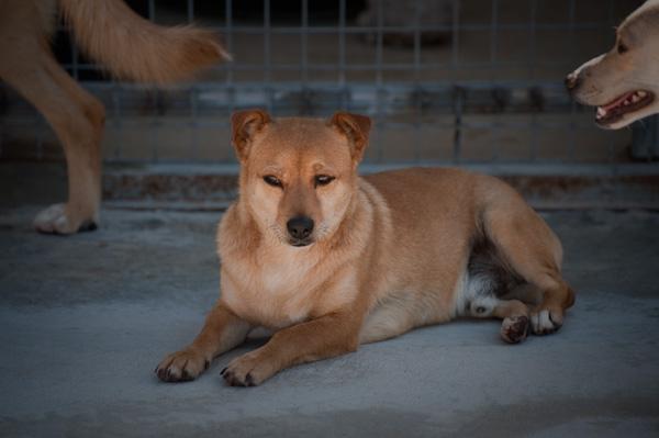 Cuco. Muy simpático, cariñoso y de tamaño pequeño. GPAR