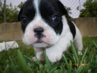 Bulldog Francés - mejor precio | unprecio.es