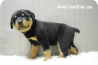 Cachorritos de Rottweiller. - mejor precio | unprecio.es