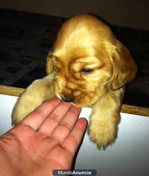 cachorros cocker