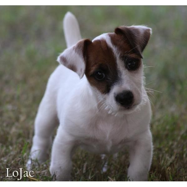 JACK RUSSELL (Ahora está listo)