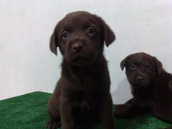 labradores retriever chocolates loe