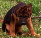 MAGNÍFICOS CACHORROS PASTOR ALEMAN CON EXCELENTE  PEDIGREE, VEN A VERLOS!! - mejor precio | unprecio.es