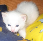 precioso gatito birmano red point - mejor precio | unprecio.es