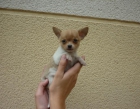 Preciosos cachorritos de Chihuahua minis - mejor precio | unprecio.es