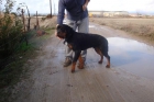 Rottweiler joven en adopción - mejor precio | unprecio.es