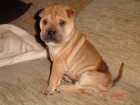 Shar Pei Hembra - mejor precio | unprecio.es