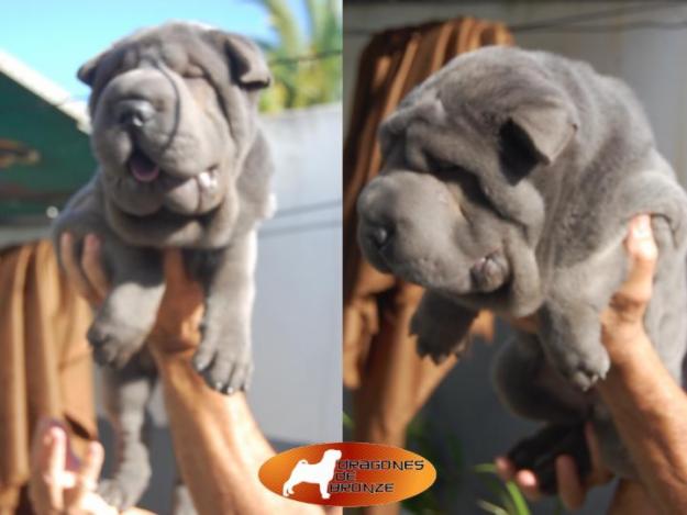 SHARPEI, SHAR PEI AZUL 100% AMERICANO LISTO PARA ENTREGAR