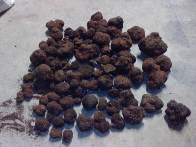 Trufa negra de teruel