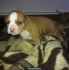 american staffordshire terrier - mejor precio | unprecio.es