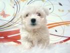 BICHON MALTES CAMADA DE CACHORROS PEQUEÑO TAMAÑO - mejor precio | unprecio.es
