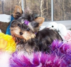 Cachorros yorkie, PARTICULAR, muy economicos, excelentes (españa) - mejor precio | unprecio.es