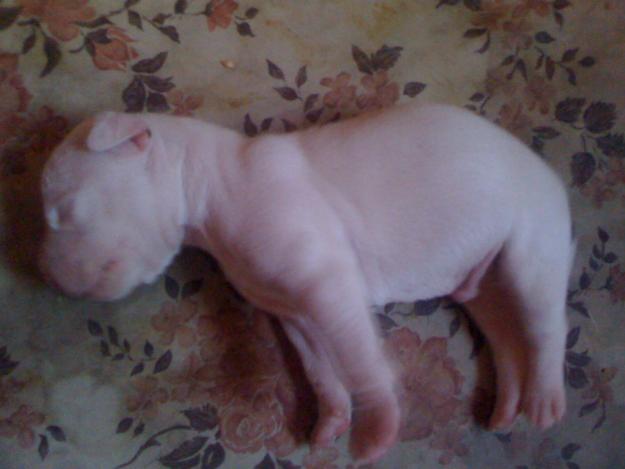 CAMADA AMERICAN PIT BULL