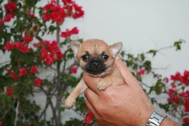 Chihuahua Chihuahua