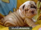 Dos camada de bulldog ingles disponible 100€ - mejor precio | unprecio.es