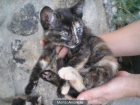 Gatita negra y oro busca hogar, 2 meses - mejor precio | unprecio.es