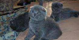 Gatitos British Scottish fold