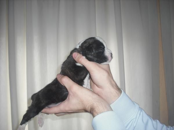 impresionante boxer