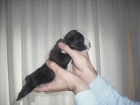 impresionante boxer - mejor precio | unprecio.es