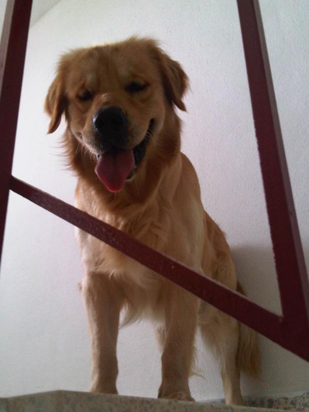 Monta de Golden Retriever