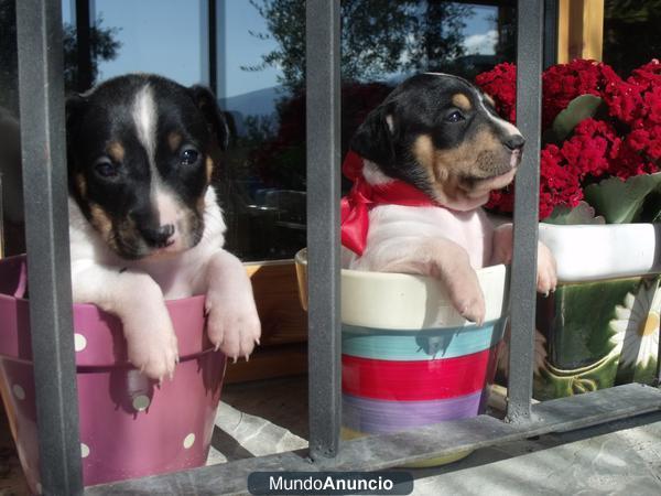 perro ratonero bodeguero andaluz