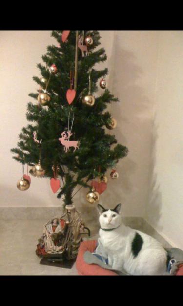 Regalo gatita muy mansa y cariñosa