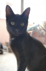 SALEM, joven gatito negro como el ébano en adopción - mejor precio | unprecio.es
