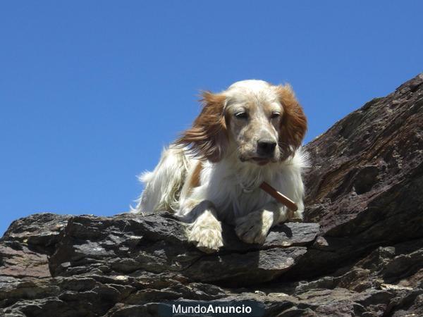 Se regala Setter macho de 1 año