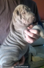 se venden dos cachorritas de shar pei azul y lilac - mejor precio | unprecio.es