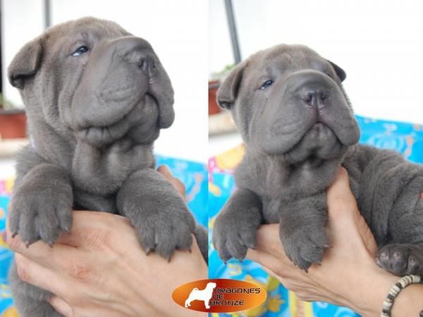 SHAR PEI,SHARPEI AZULES DE LINEA 100% AMERICANA DE LOS DRAGONES DE BRONZE