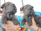 SHAR PEI,SHARPEI AZULES DE LINEA 100% AMERICANA DE LOS DRAGONES DE BRONZE - mejor precio | unprecio.es