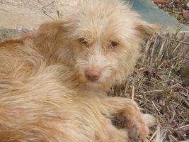 Teo, unos lindos ojitos en adopción
