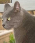 vendo gato mezcla ruso - mejor precio | unprecio.es