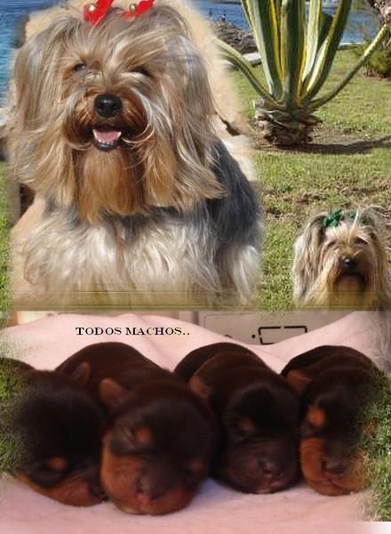 VENDO YORKSHIRE TERRIER DE LA VILLA Y CORTE