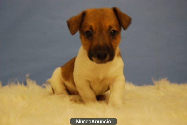 Jack Russell terrier¡¡ maxima calidad a tu alcance\'¡¡ ven a verlos cualquier dia