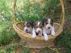 Beagles espectaculares - mejor precio | unprecio.es